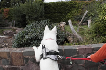 Elli bei den W&uuml;sten f&uuml;chsen